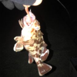 ウルトラライトショアジギング