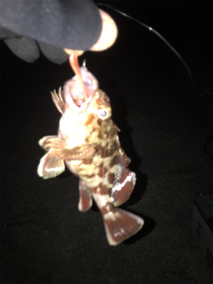 ウルトラライトショアジギング