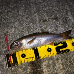 まさかの初ムツ