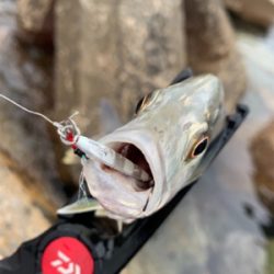 デイフィッシング