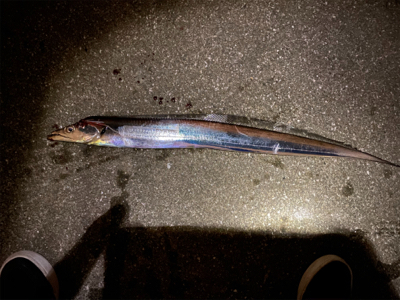 ドラゴンタチウオ！！