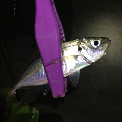 アジング ショートバイトが。