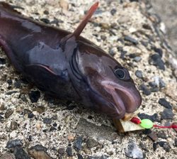 シーズン本格化!