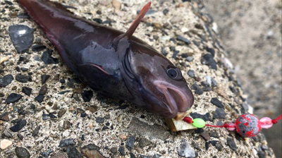 シーズン本格化!