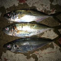 メバル開幕！タチウオ閉幕！