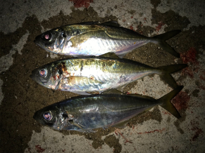 メバル開幕！タチウオ閉幕！