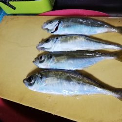 いいサイズのアジ