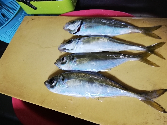 いいサイズのアジ