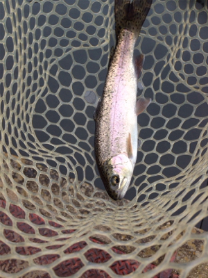 爆釣⁈ 千早川マス釣り場