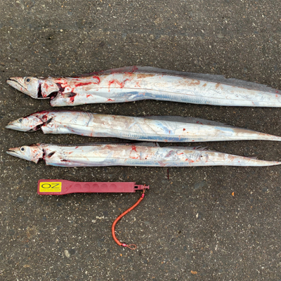 今年ラストに！