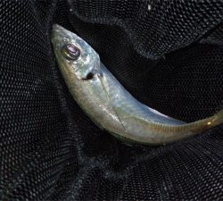 アジングで色々