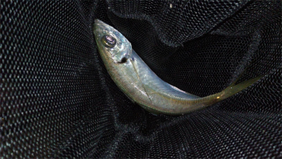 アジングで色々