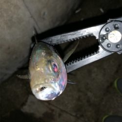 半月アジング〜