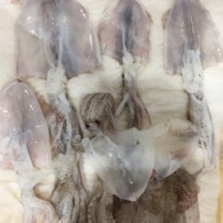 初のヒイカ釣り