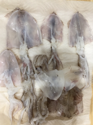 初のヒイカ釣り