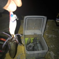 やっぱり渋いヒイカ釣り(＞＜)