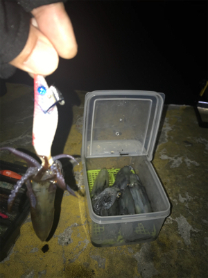 やっぱり渋いヒイカ釣り(＞＜)