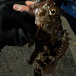 激シブアジング