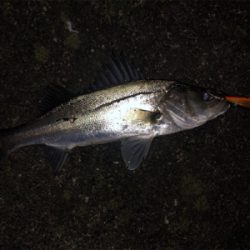 2019/12/23 横浜シーバス