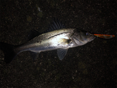 2019/12/23 横浜シーバス