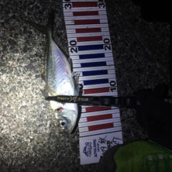 初めての尺メバル