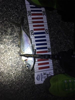 初めての尺メバル