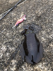 イケイケ冬イカは。。どこに