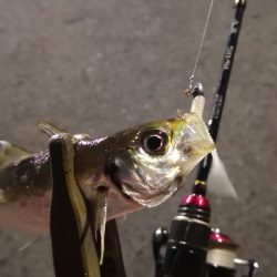 アジング練習 83