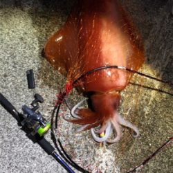 堤防から90cmの紅イカ！