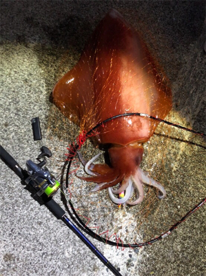 堤防から90cmの紅イカ！