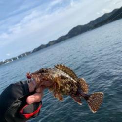 月下美人でカサゴ狙い!