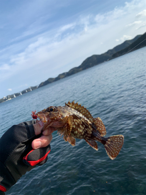 月下美人でカサゴ狙い!