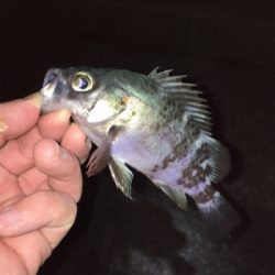 ライトゲーム、アジ・メバル