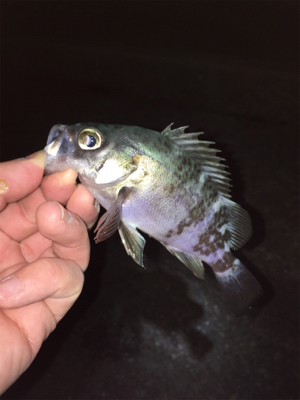 ライトゲーム、アジ・メバル