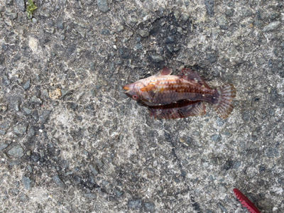 マルチヒット!堤防小物は元気いっぱい