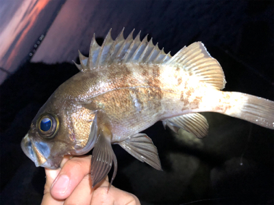 メリークリスマス