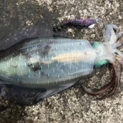 キロ超えからエギと同じサイズまで