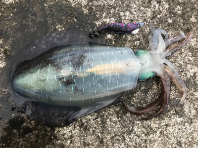 キロ超えからエギと同じサイズまで