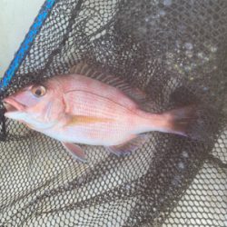 鯛サビキ　　明石