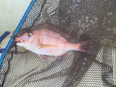 鯛サビキ　　明石