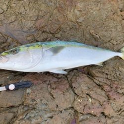 久々に青物爆釣