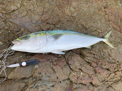 久々に青物爆釣