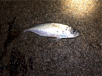 アジとガシラのコラボゲーム