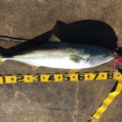 ブリとったどー