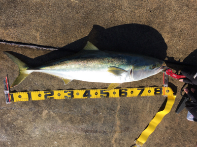 ブリとったどー