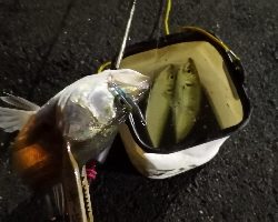 アジング練習 86