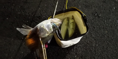 アジング練習 86