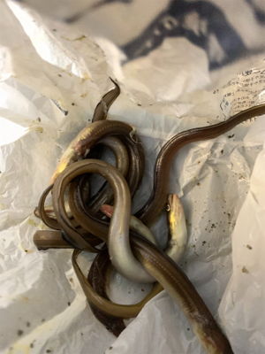 ナイトセーバーでアナゴ