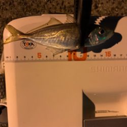 終了?(回遊次第アジング)