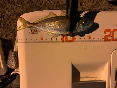 終了?(回遊次第アジング)